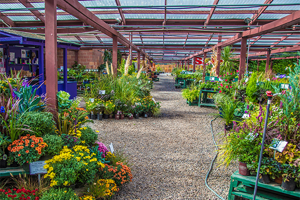 Nursery-plants-flowers