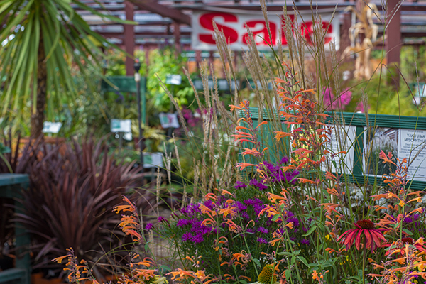 Nursery-sale-plants